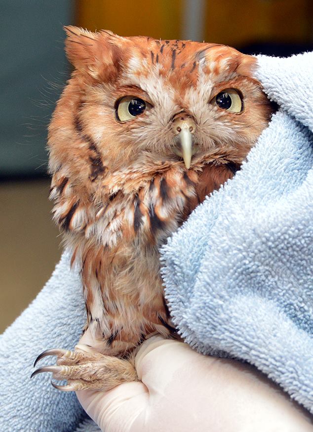 Young screech owl at Tufts