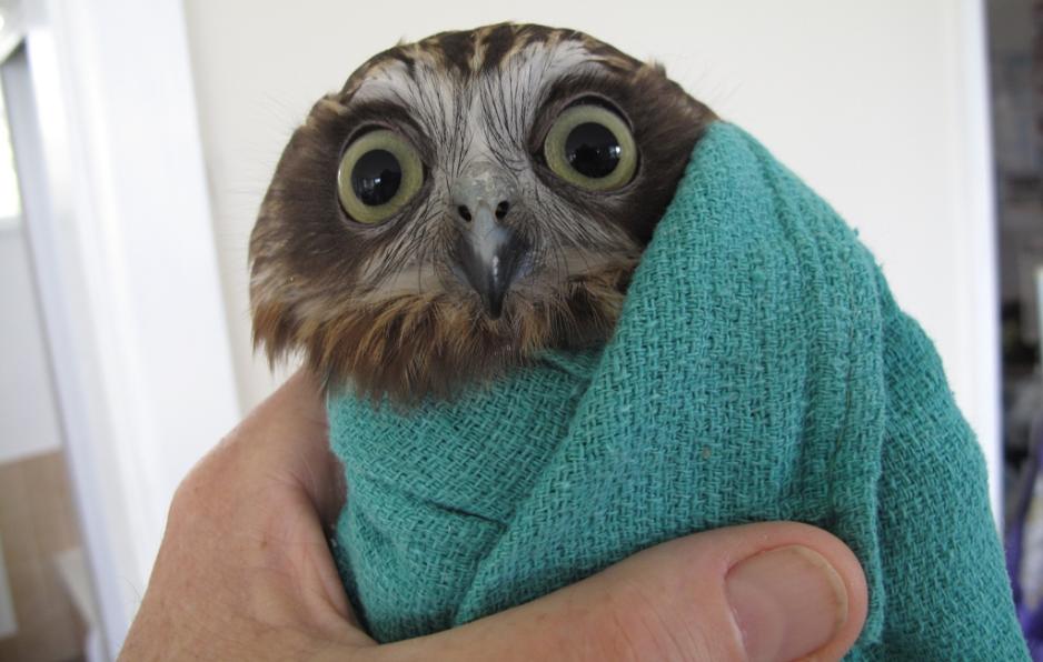 Aussie boobook at Southern Cross