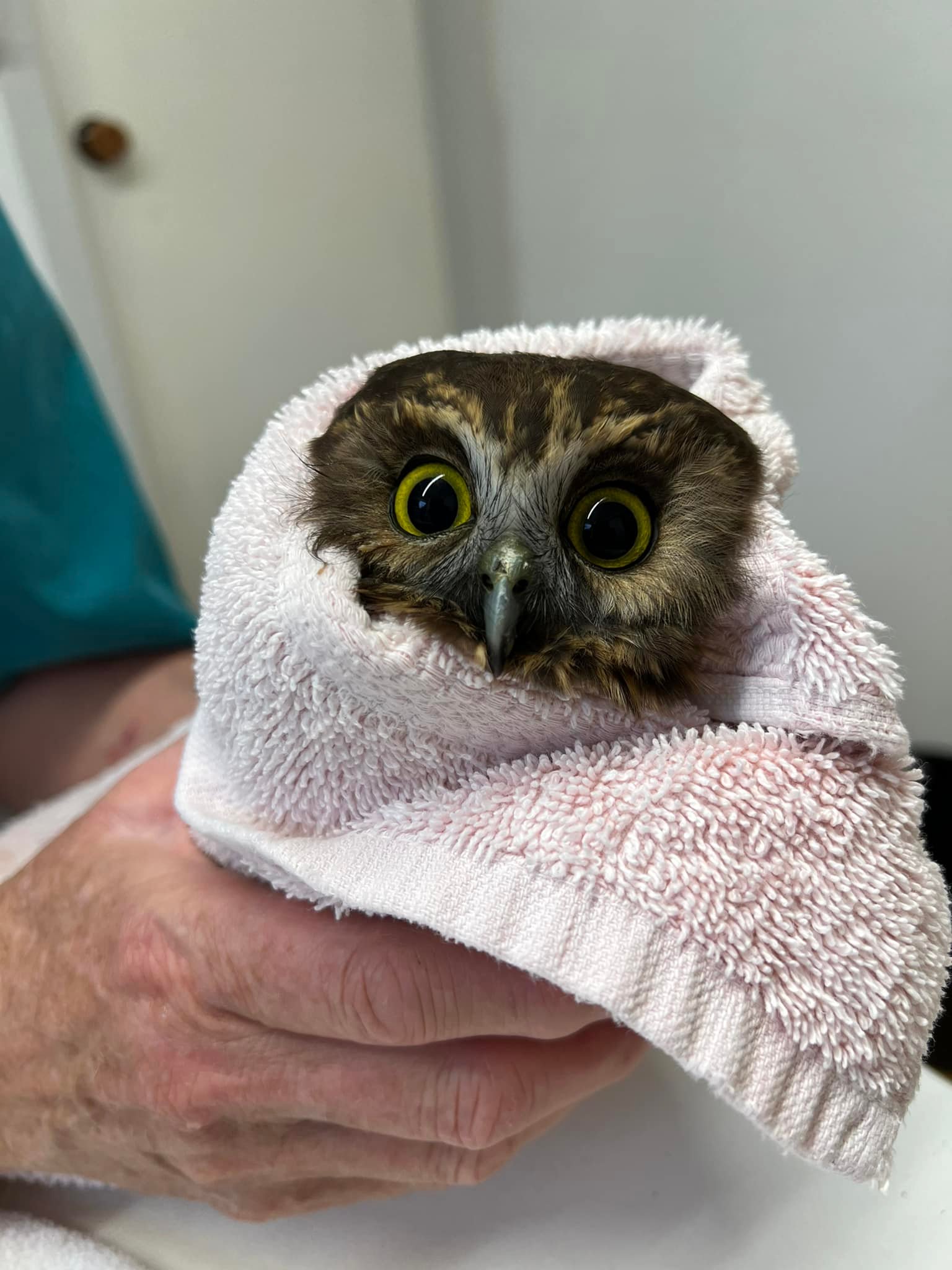 Cuteness overload at SIWH