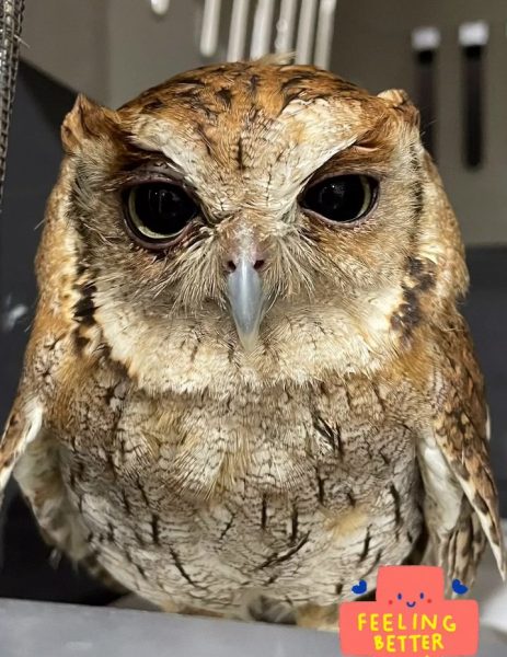 Couchie's health has improved and he is back to normal. His greenish grey eyes are open and alert.