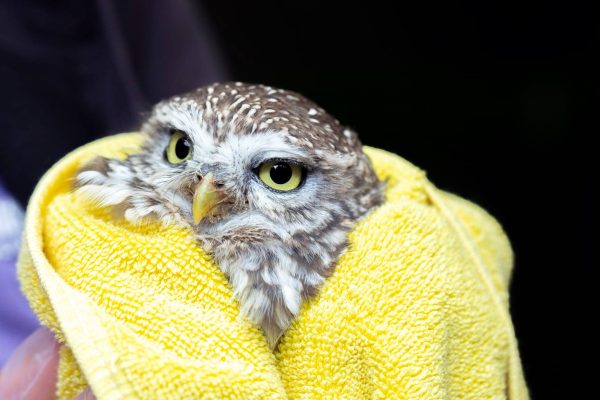 Little owl bruised but not broken