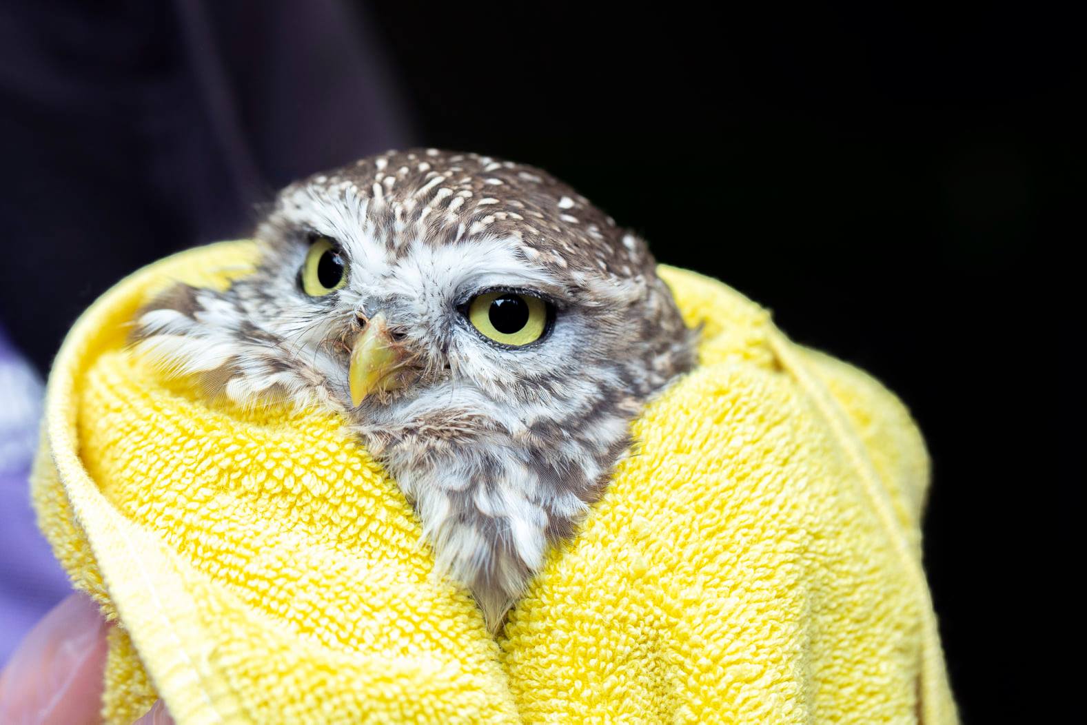 Little owl bruised but not broken