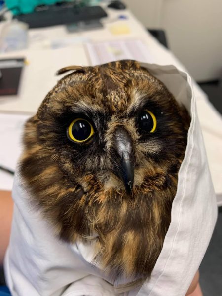 Hawai&rsquo;ian Owl Rescue