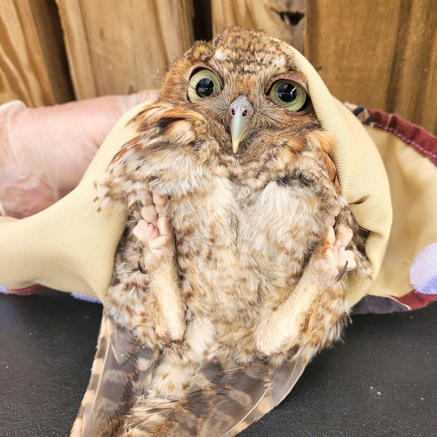 Please do not eat me