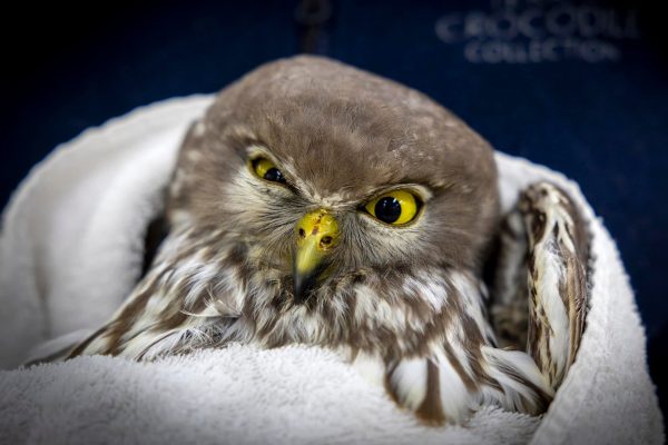 Grace is delighted to see the vet