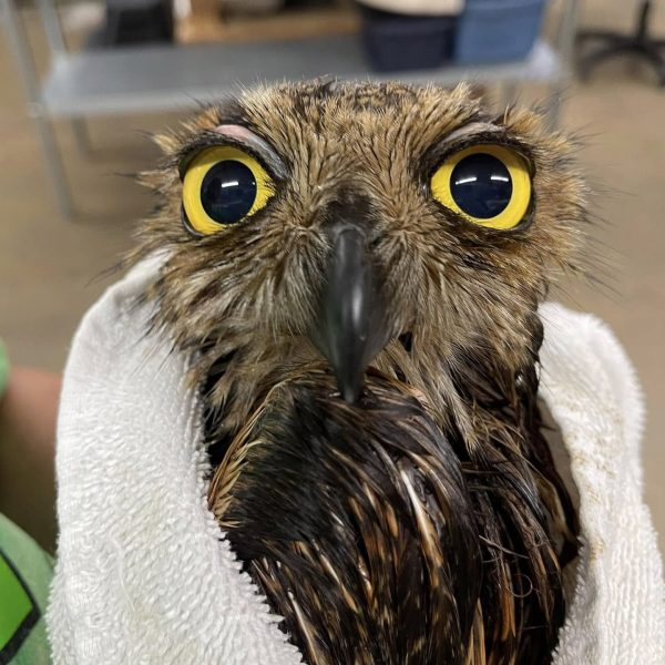 Ever Seen a Wet Owl?