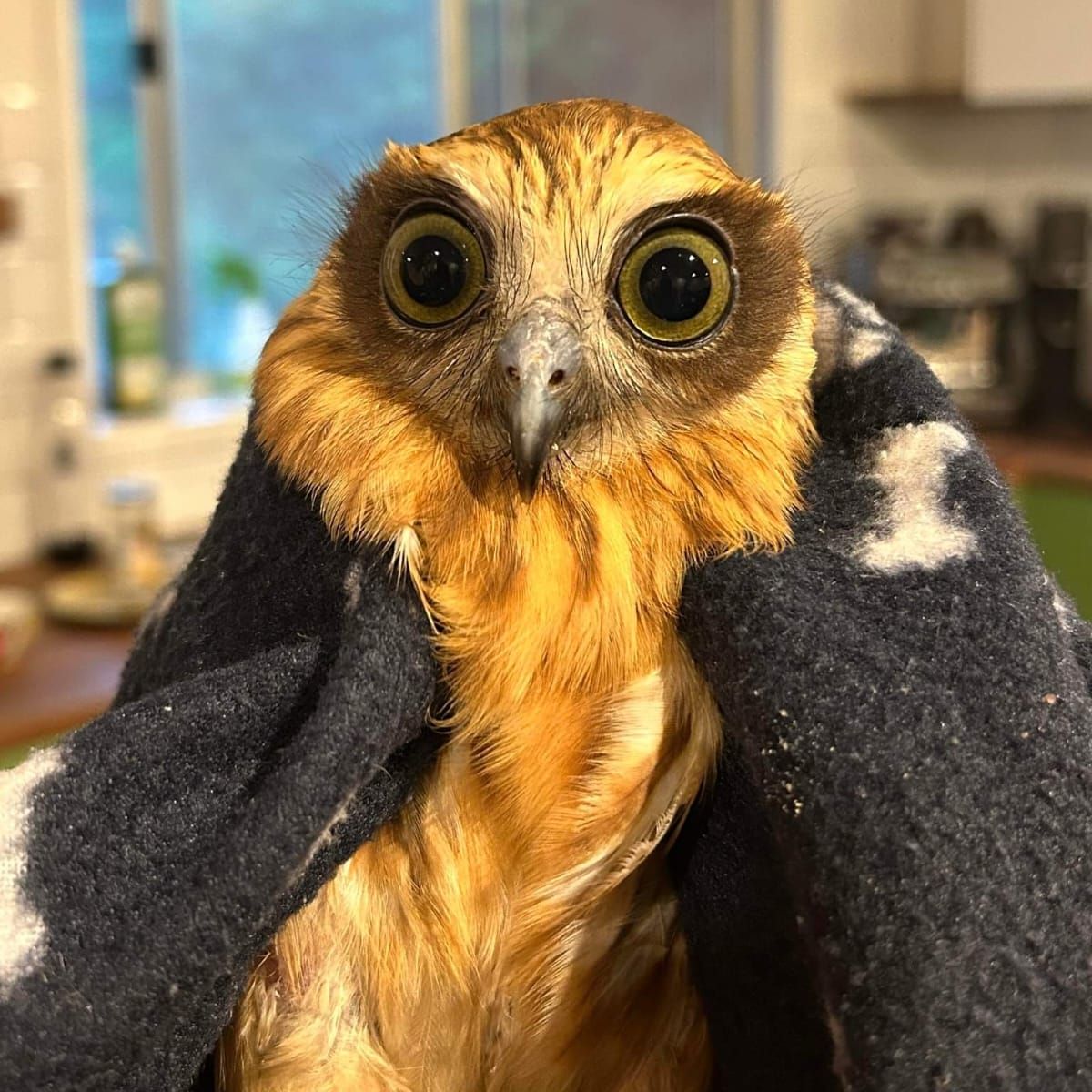 A wide-eyed Boobook Owl looks directly at the camera, wrapped in a fleece or felt fabric; black with amorphous white shapes (possibly paw prints and bones - suggesting a dog theme). The setting is indoors and while the background is very blurred, a bench top and sliding window can be discerned with a blueish natural light cast from outside. The owl OTOH is in sharp focus in warm indoor lighting, with feathers ablaze in golden hues with streaks of white and brown. The owl's eyes are olive green, and the facial disc surrounding them is shaped like a heart.