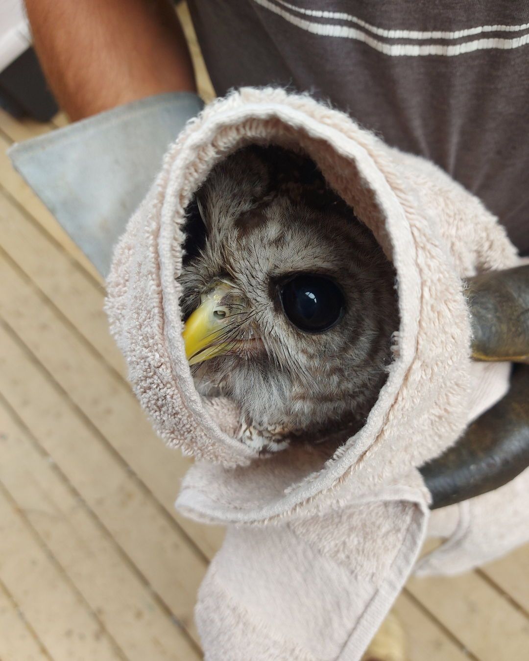 A Barred Owl is wrapped in a beige towel in a tube-like fashion, with the camera looking down the barrel, so to speak. A rehabilitator is behind, holding the owl with appropriately thick gloves. Only the owl's face is visible (and largely obscured at that) but a yellow beak and one dark eye emerge from within.