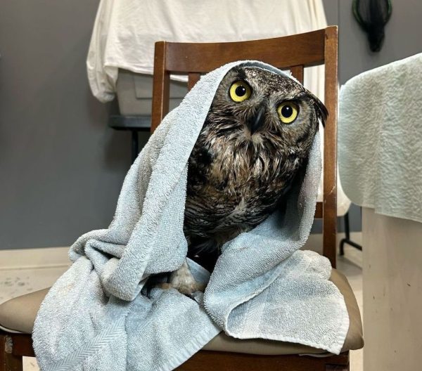 A+ facilities would stay again