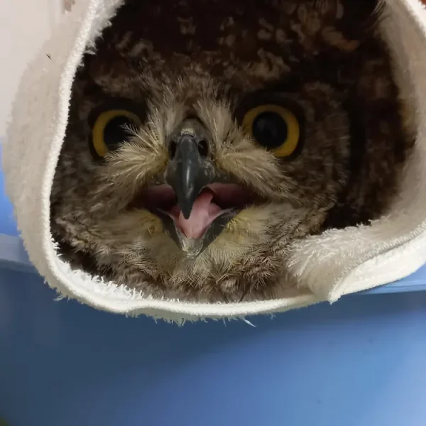 Weighing a Torpedowl
