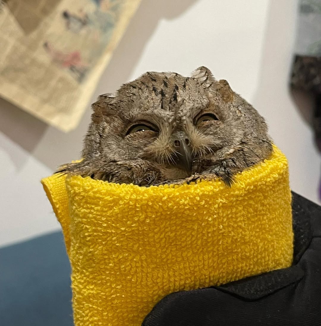A Eurasian Scops Owl was found being pecked at by crows in a park in North Macedonia. The image+video shows the process and result of it being wrapped in a brilliant yellow towel, before later being released. In the final photo, its eyes are green and crescent-shaped from squinting, with pupils barely visible above the lower lids. One might even suggest the owl looks happy. Realistically&mdash;and almost certainly&mdash;it is not.