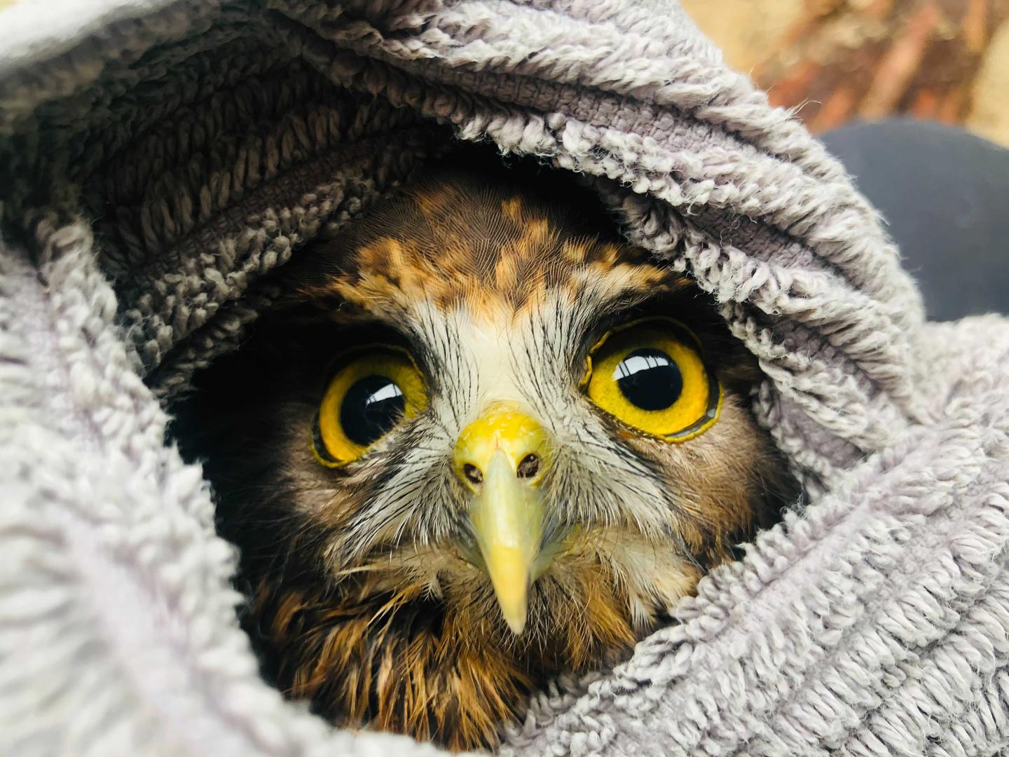 You&rsquo;re my owly hope!