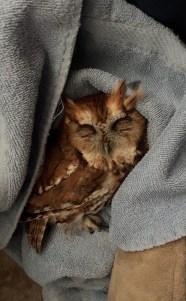 Screech Owl rescue and release