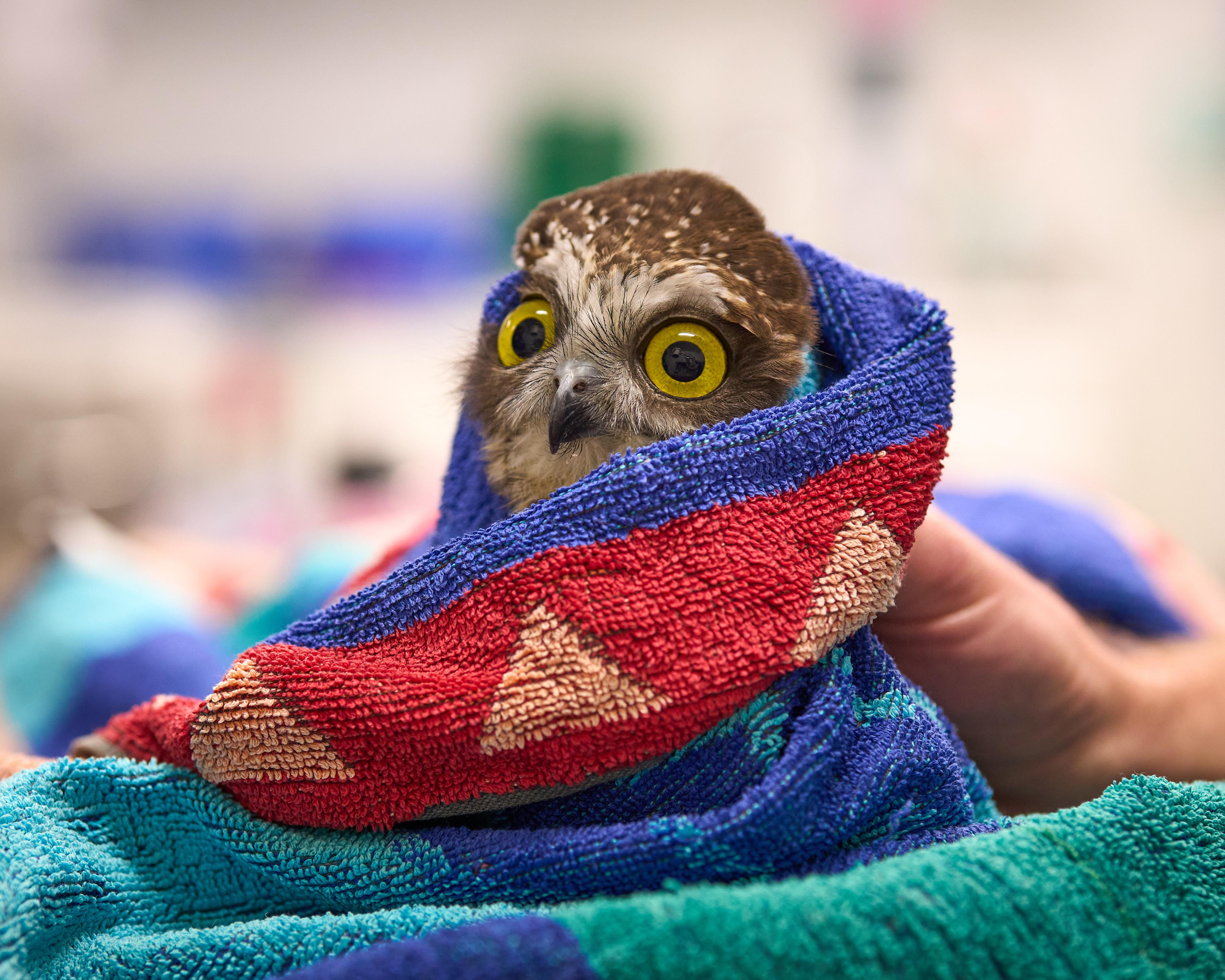 &lsquo;Rocket&rsquo;, melter of hearts