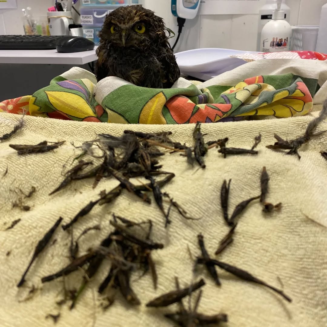 Photo 2 shows the same ruru in a small tupperware tub of specially formulated soapy water. The owl's head sits outside the bowl, body half-submerged (hashtag #owlsinbowls). The fingertips of a rehabber appear from above, applying water to the top of the owls head, as if it were being annointed in a holy ceremony.