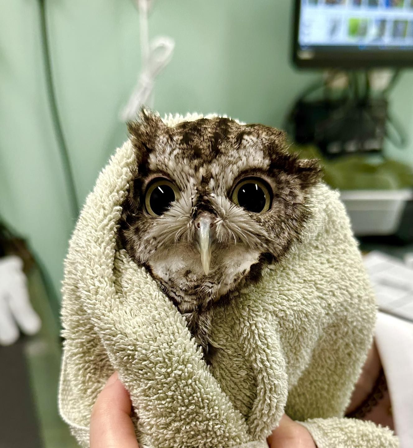 Coda the Eastern Screech Owl