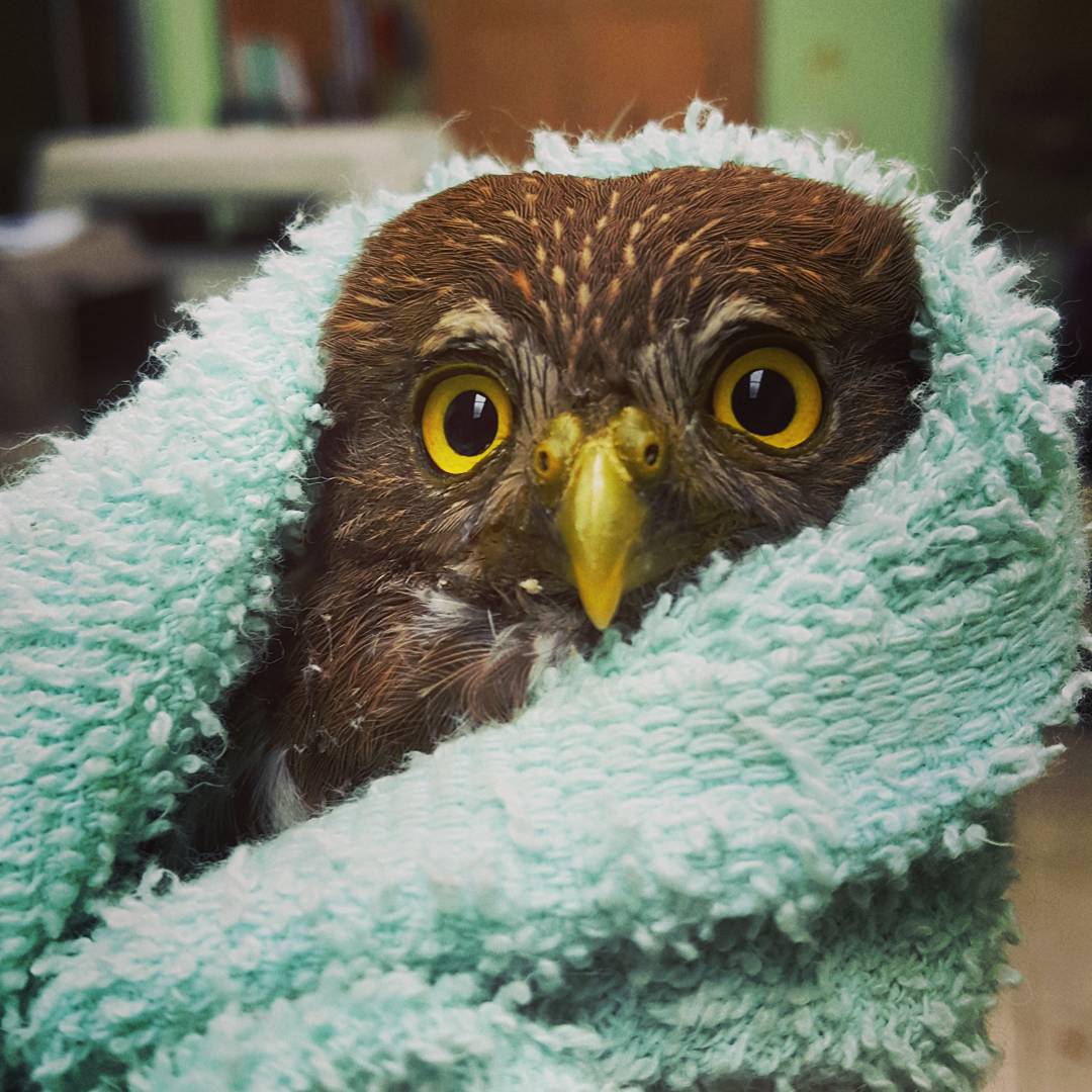 Pygmy-owl: thiever of hearts&nbsp;