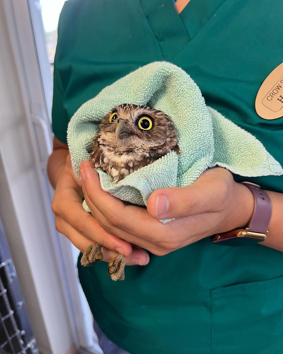 Burrowing Owl #1 &ndash; Dislocated Elbow