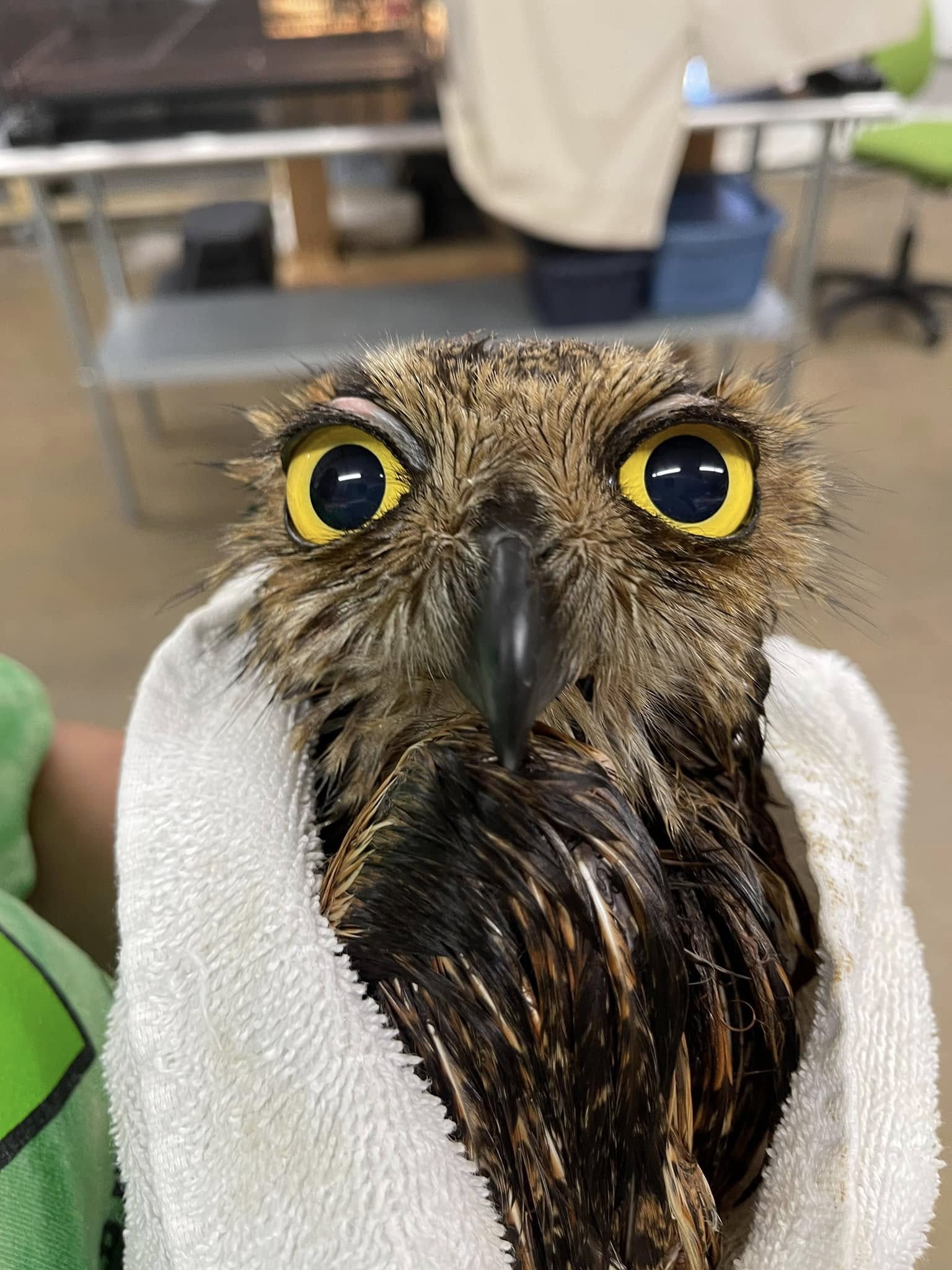 A very close-up portrait of a Great Horned Owl wrapped in a white towel. His feathers are wet, plastered together across his chest and radiating outward from his head in little spiky clumps. The wet feathers emphasise - rather cartoonishly - the true size of his yellow eyes. It's actually astounding how much volume these eyes take up in that little skull of his.
