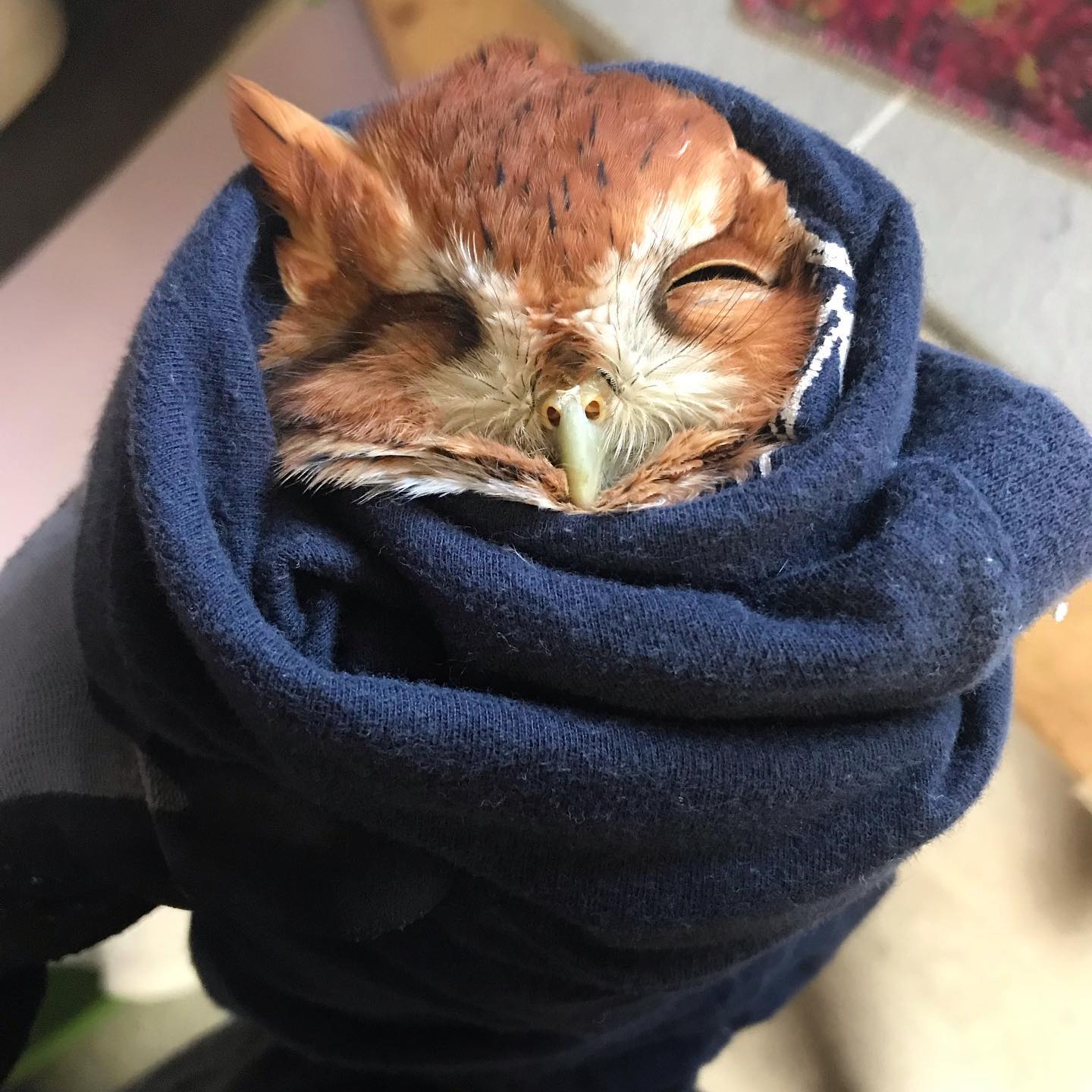 Little owl burrito of the week