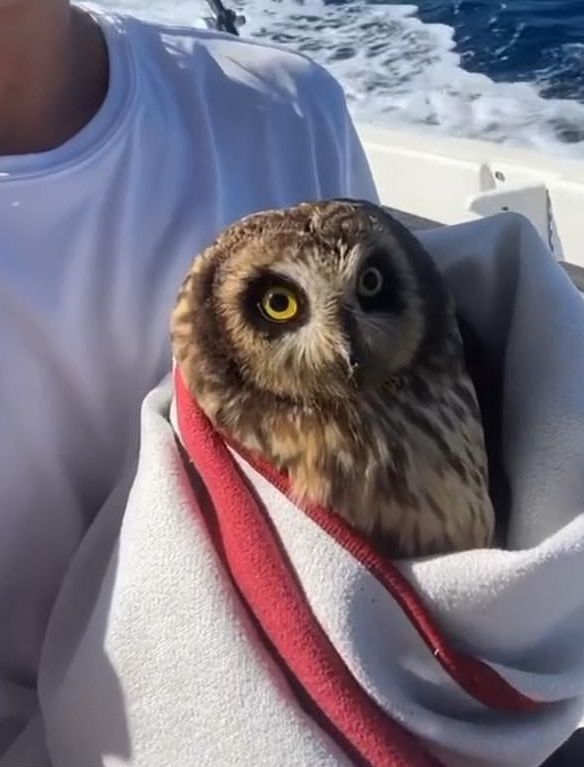 Short eared owl 20 miles out at sea