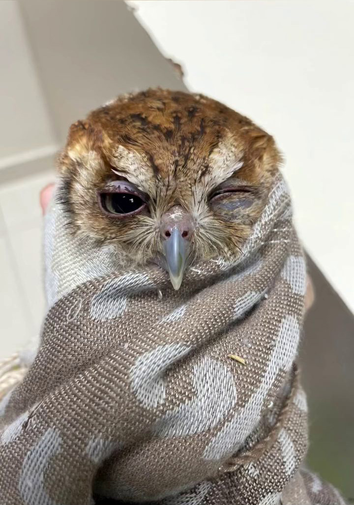 Couchie the Eastern Screech Owl has one eye closed, the other half shut. He is swaddled in a taupe scarf patterned with round white irregular shapes. His head is prominent, showcasing his intricate feathering: a mottled mix of browns, tans, and hints of rust, providing excellent camouflage. Below his beak are fine hair-like rictal bristles serving a sensory function. On the scarf are some small flecks of debris, possibly straw or leaves.