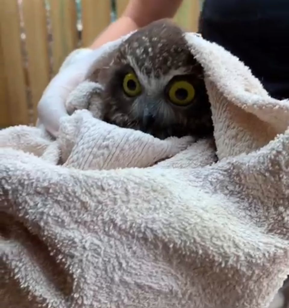 &lsquo;Rocket&rsquo;, the little Tasmanian Boobook owl