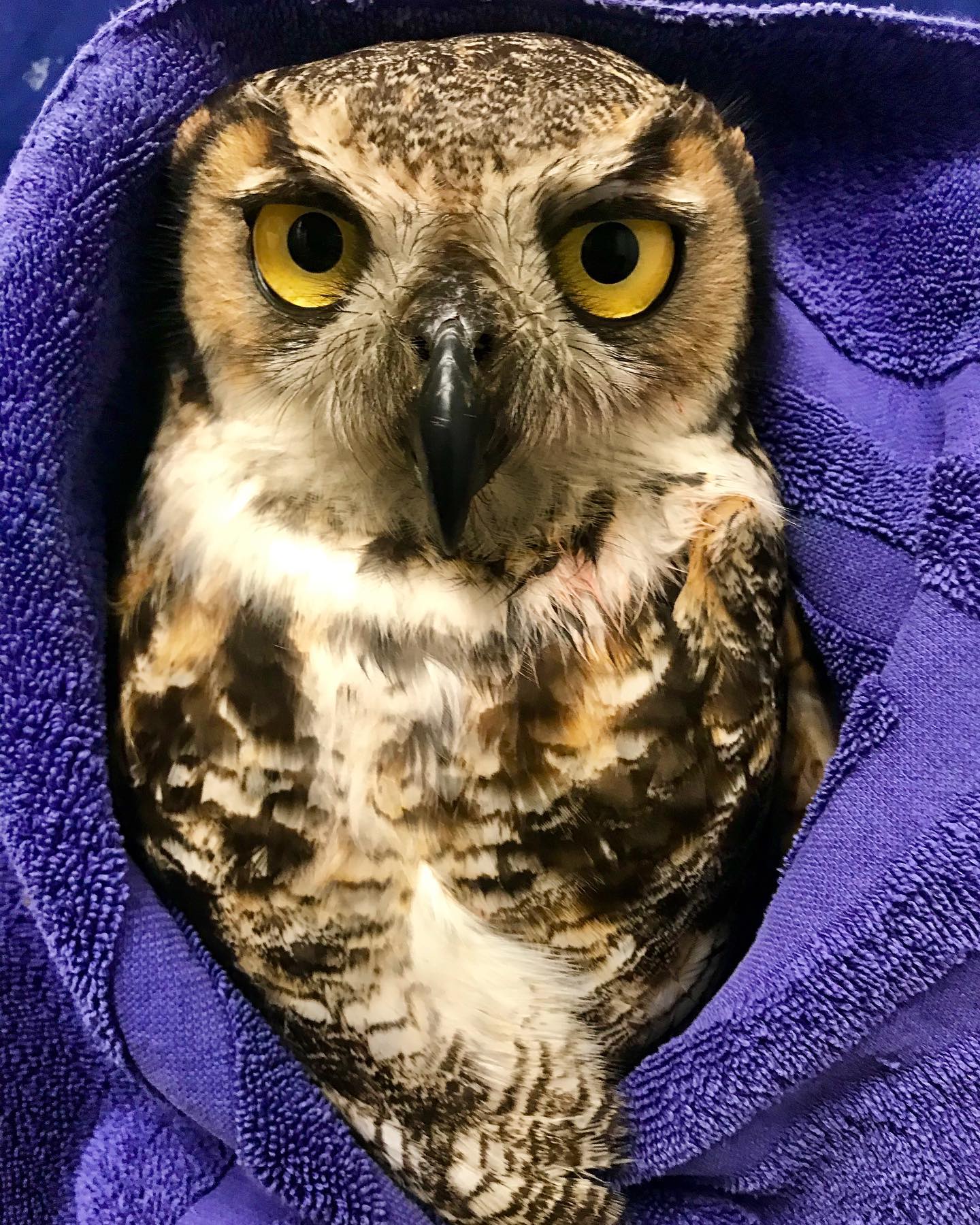 Towels donations always welcome