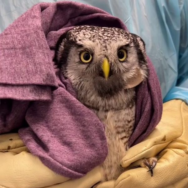 Feasting like a Champ