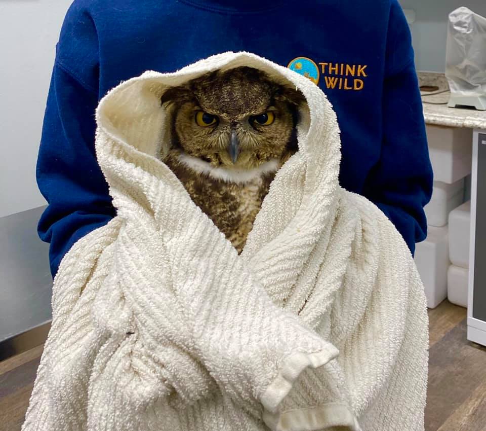 Great-horned &ldquo;Owly-wan&rdquo;